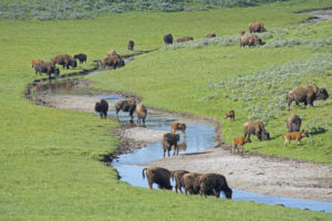 This is a picture of some Montana Bison.